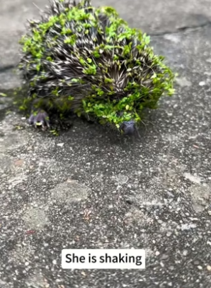 B1505012_I rescued a drowning hedgehog unexpectedly saved five little lives ❤️PART 2