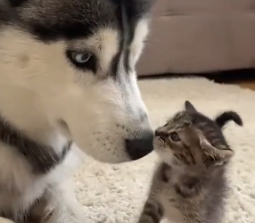 B1505013_I brought home an abandoned kitten and my dog adopted it PART 2