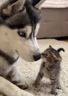 B1505013_I brought home an abandoned kitten and my dog adopted it PART 2