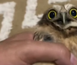 B1505014_Girl rescued an owl from crows attack and brought it home PART 2