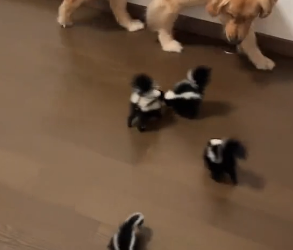 B1505015_This man found some baby skunk on the side of the road and brought them home PART 2