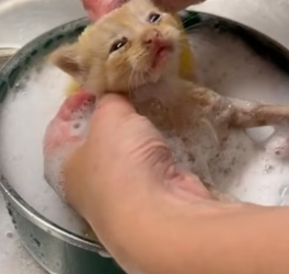 B1505016_This kitten was abandoned by someone and I brought it home PART 2
