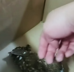 B1505017_Man help a lost little owl and the happy ending PART 2