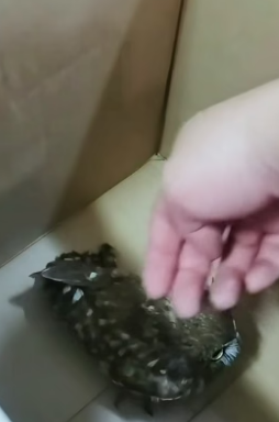 B1505017_Man help a lost little owl and the happy ending PART 2