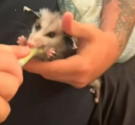 B1505018_This woman rescued a drowning baby opossum and adopted it with love PART 2