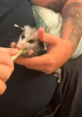 B1505018_This woman rescued a drowning baby opossum and adopted it with love PART 2