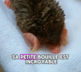 P2804009_JE SAUVE CETTE TAUPE EN PLEIN  HIVER…ET MAINTENANT ELLE  DEVIENT GÉANTE ET PÈSE 10 KILOS �� PARTIE 2