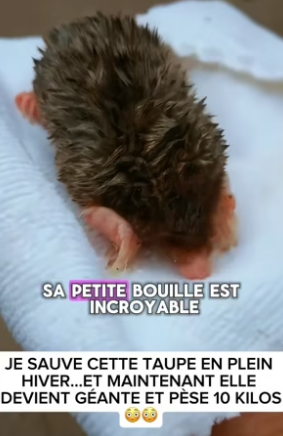 P2804009_JE SAUVE CETTE TAUPE EN PLEIN  HIVER…ET MAINTENANT ELLE  DEVIENT GÉANTE ET PÈSE 10 KILOS �� PARTIE 2