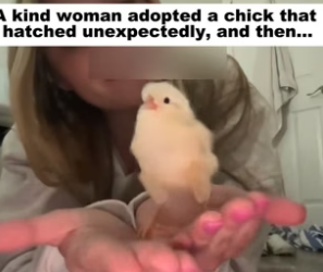 D1505015_A kind woman adopted a chick that hatched unexpectedly, and then…PART 2
