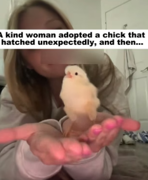 D1505015_A kind woman adopted a chick that hatched unexpectedly, and then…PART 2