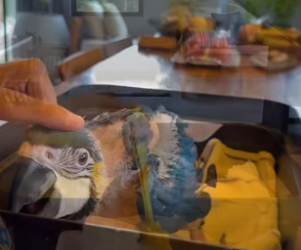 D1505014_A kind man rescued an abandoned baby macaw, and then this happened…PART 2