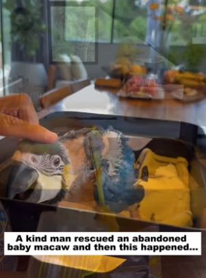 D1505014_A kind man rescued an abandoned baby macaw, and then this happened…PART 2