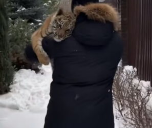 D1505012_A kind man rescued a frozen tiger cub on a snowy day, and then…PART 2