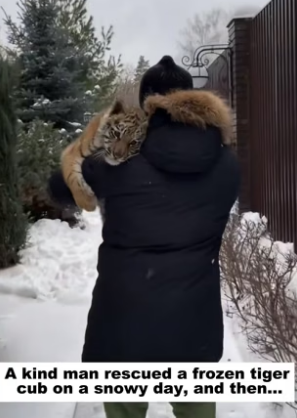 D1505012_A kind man rescued a frozen tiger cub on a snowy day, and then…PART 2