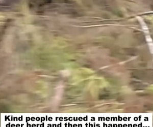 D1505010_Kind people rescued a member of a deer herd, and then this happened…PART 2
