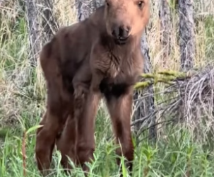 D1505009_A kind family rescued a baby moose that had been separated from its mother, and then…PART 2