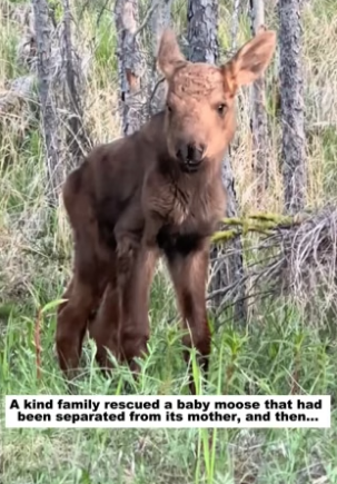 D1505009_A kind family rescued a baby moose that had been separated from its mother, and then…PART 2