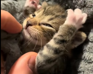 D1505008_A kind couple rescued a weak, newborn kitten and then this happened…PART 2