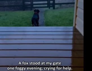 B2604011_A fox stood at my gate one foggy evening, crying PART 2