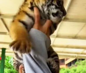T1105001_Rescue a poor baby tiger PART 2