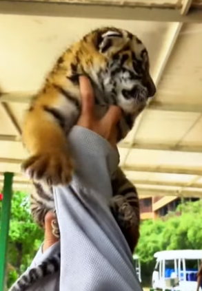 T1105001_Rescue a poor baby tiger PART 2