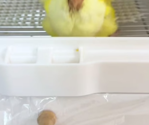 T1105023_poor baby parrot � and happy ending PART 2