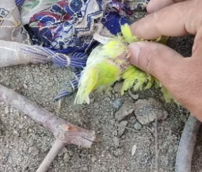 T1505007_poor baby parrot � rescuing PART 2