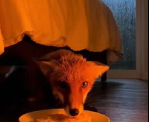 B2804001_A frightened red fox ran into my house and hid… PART 2
