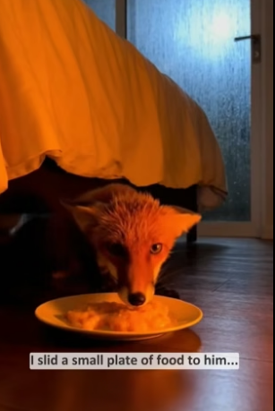 B2804001_A frightened red fox ran into my house and hid… PART 2