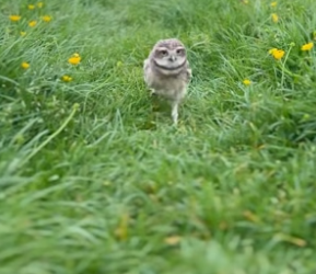 B2804002_Man found a baby owl on the side of the road and brought it home PART 2