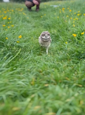 B2804002_Man found a baby owl on the side of the road and brought it home PART 2