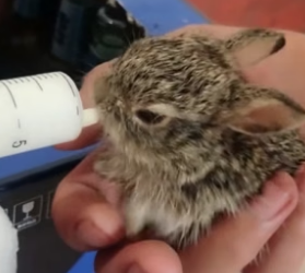 B2804003_Man found a baby rabbit in his backyard and adopted it PART 2