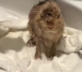 B2804004_This couple rescued a baby rabbit from crow attack and adopted it PART 2