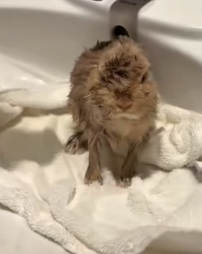 B2804004_This couple rescued a baby rabbit from crow attack and adopted it PART 2