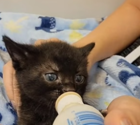 B2804009_Girl found a kitten stuck on the highway and adopted it PART 2
