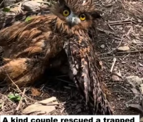 N0405024_A kind couple rescued a trapped owl, and then this happened…PART 2