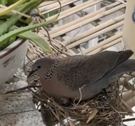 T1505011_The story of a girl who help a Bird family PART 2