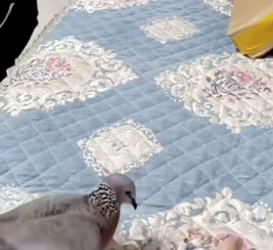 T1505010_the story of a cute bird PART 2