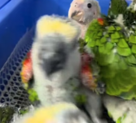 T1505013_The man adopted a flock of baby parrots PART 2