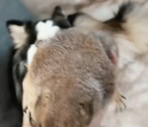 B2804010_My dog brought home a prairie dog and I adopted it PART 2