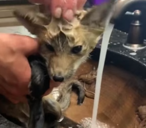 B2804011_Man rescued a baby fox stuck its head in a jar and it followed him home PART 2