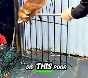 C1805006_This Man Save Fox ,Then what He treat him Back PART 2