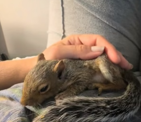 B1505024_My cat brought home a baby squirrel and we decided to adopted it PART 2