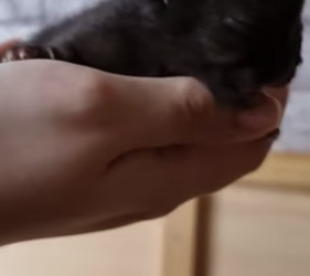 B1505023_Girl found a tiny kitten on rainy day and adopted it PART 2