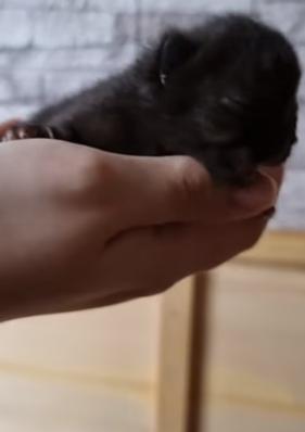 B1505023_Girl found a tiny kitten on rainy day and adopted it PART 2