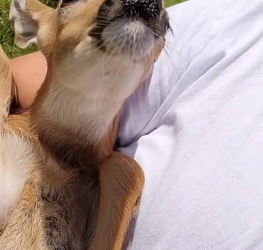 B1505022_Girl found a lost baby deer in her garden and adopted it PART 2
