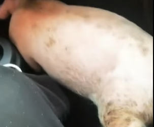 B1505021_Man picked up a pig on the road and brought it home PART 2
