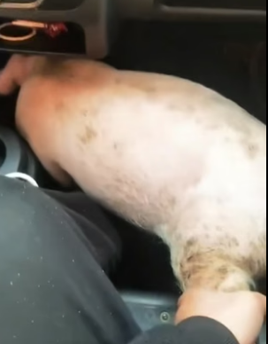 B1505021_Man picked up a pig on the road and brought it home PART 2