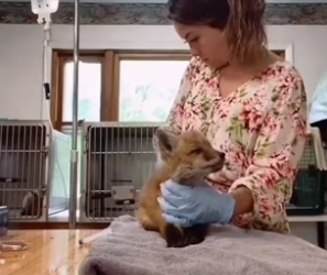 B1505020_Police man rescued an injured baby fox and adopted it PART 2