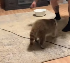 B1505019_Girl found a mischievous raccoon on the road and brought it home PART 2